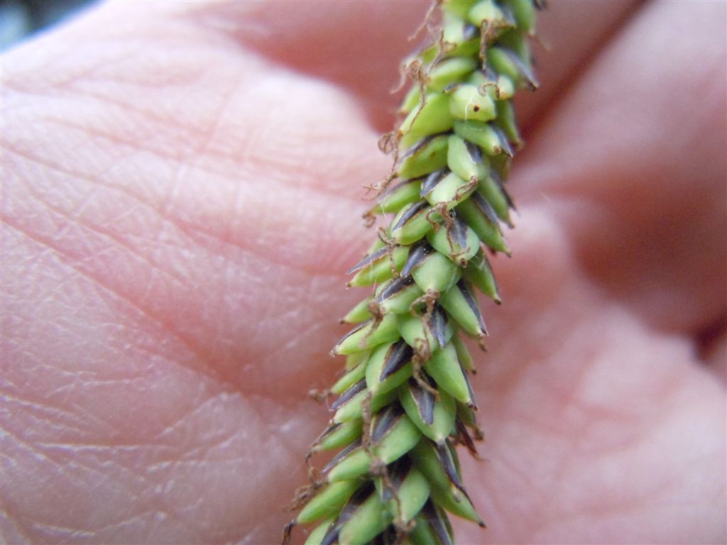 Carex pendula